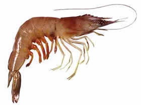 banana prawn