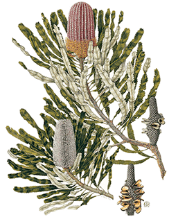 banksia