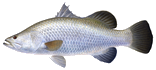 barramundi