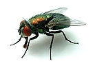 blow fly