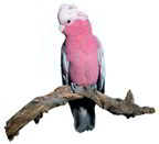 galah