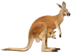 kangaroo