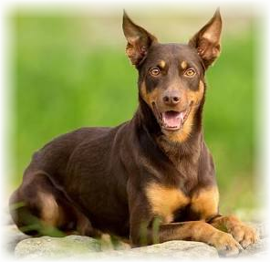 kelpie