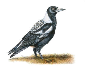 magpie