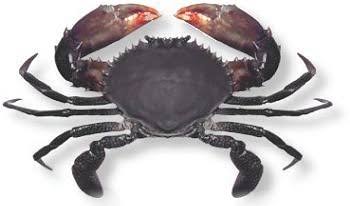 mud crab