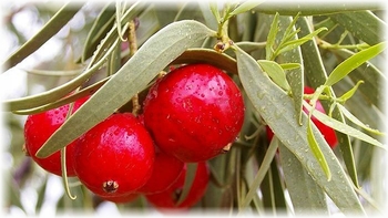 quandong