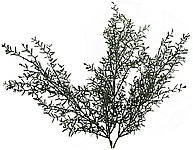 saltbush