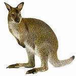 wallaby