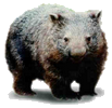 wombat