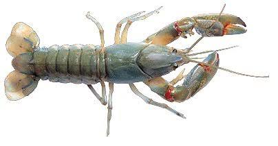 yabby